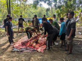 Meningkatnya Kesadaran Beribadah, Hewan Qurban di Kalurahan Tancep Melimpah dan Pererat Kerukunan Wa